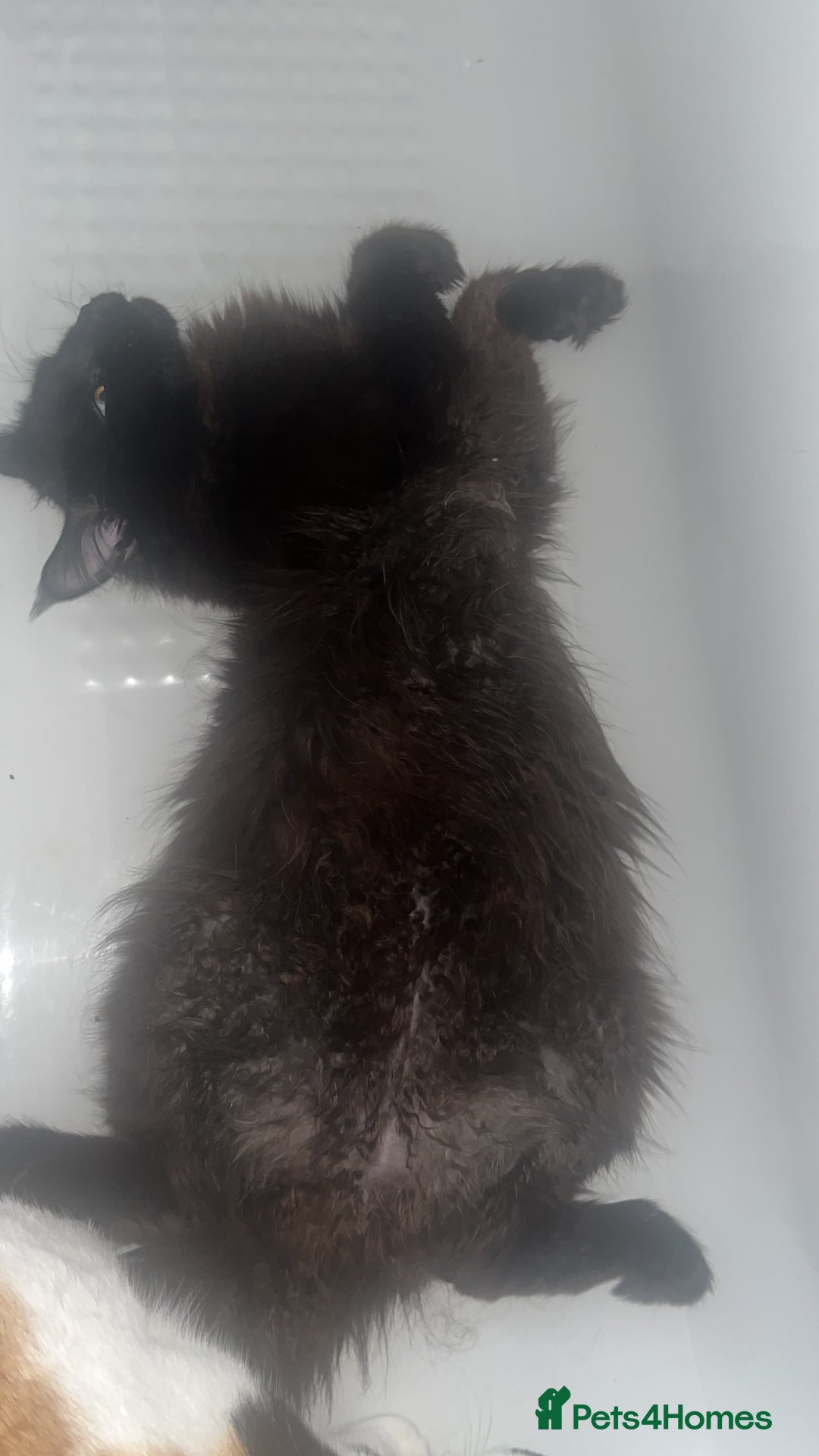 Maine Coon cats for sale: Maine coon girls and boys - Image 5