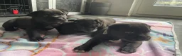 Staffordshire Bull Terrier dogs for sale: Stunning Brindle Staffordshire bull terriers - Advert 4