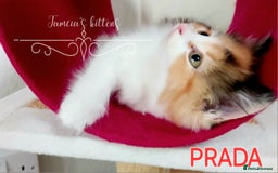 Ragdoll cats for sale: BEAUTIFUL CROSS RAGDOLL/PERSIAN 😻😻😻😻 - Image 5