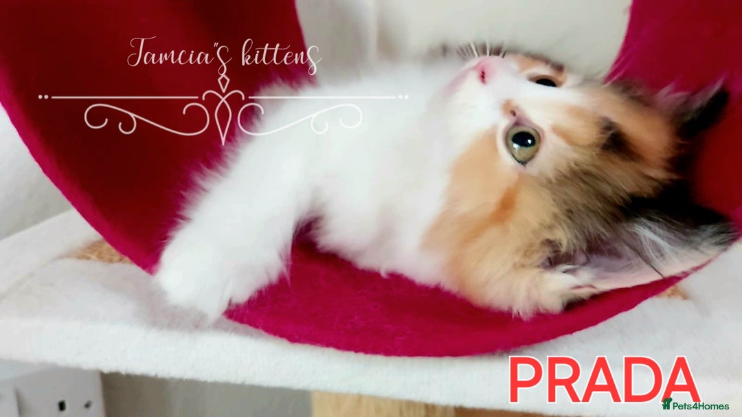 Ragdoll cats for sale: BEAUTIFUL CROSS RAGDOLL/PERSIAN 😻😻😻😻 - Image 5