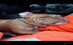 English Bulldog dogs for sale: English bulldog beautiful  - Image 3