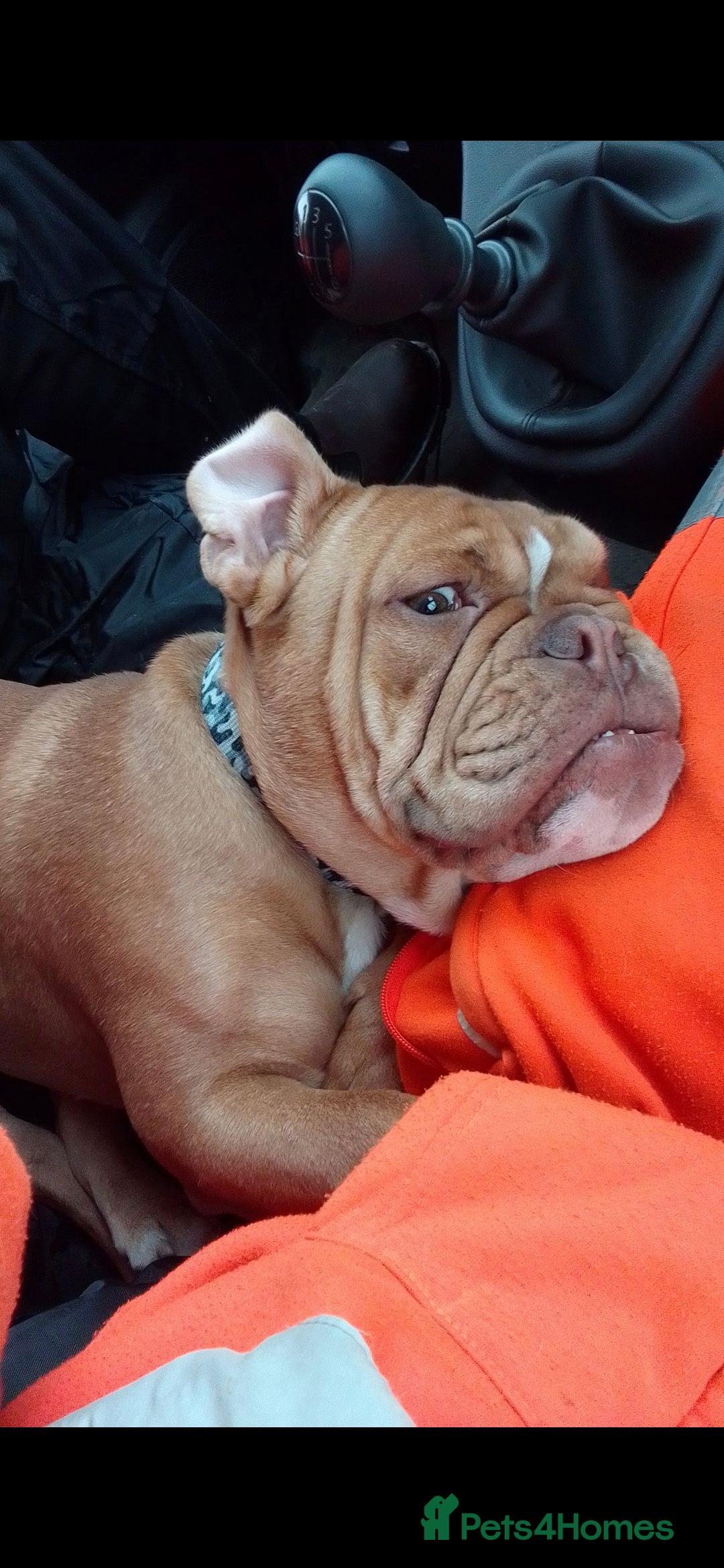 English Bulldog dogs for sale: English bulldog beautiful  - Image 3