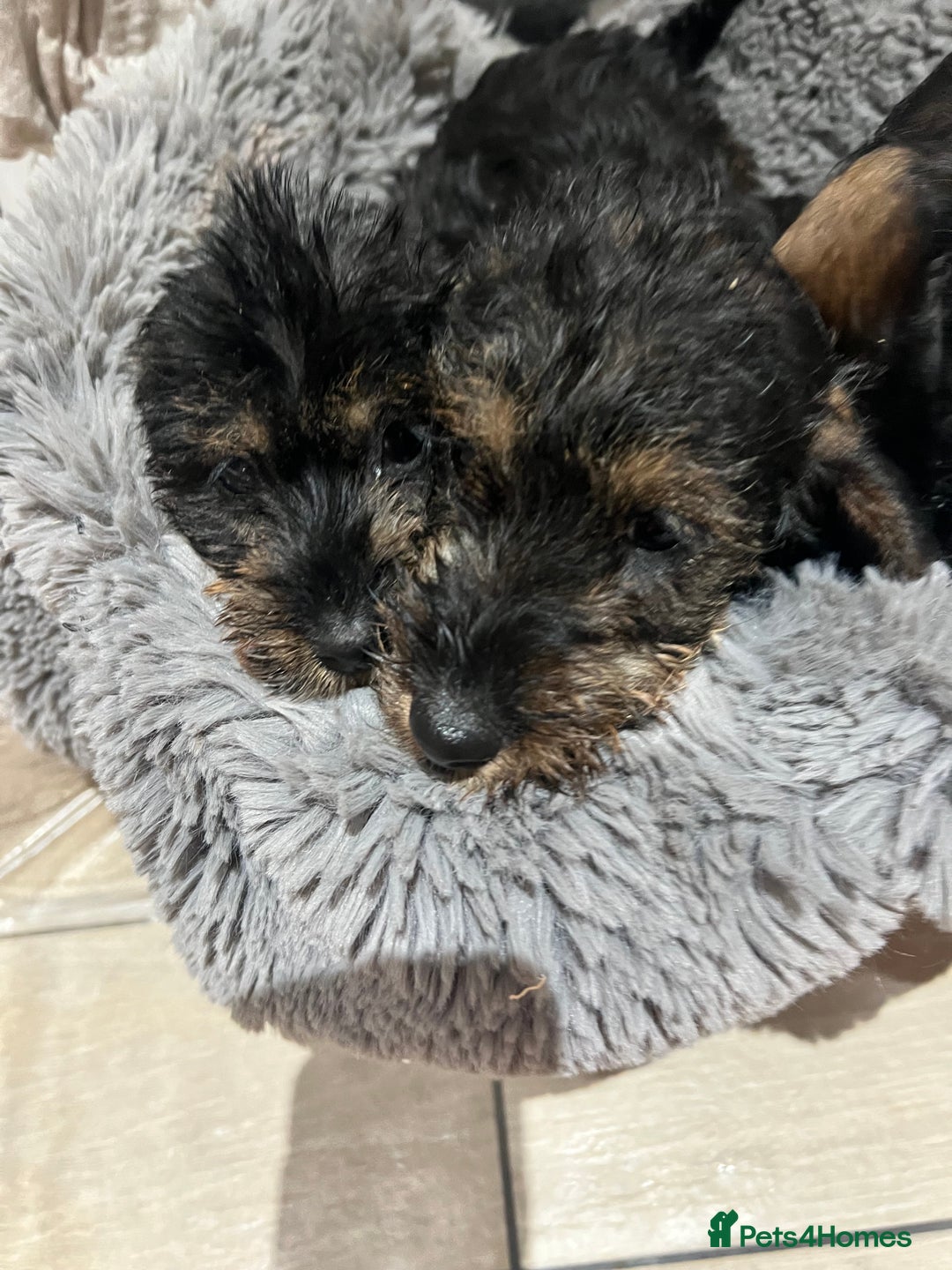 Dachshund dogs for sale: Miniature soft haired dachshunds - Advert 11