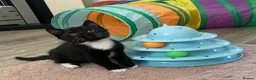 British Longhair cats for sale: 4 adorable kittens - Advert 22