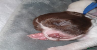 English Springer Spaniel dogs - Advert 12