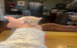 Rat rodents for sale: Dumbo x Fancy Rats  - Image 6