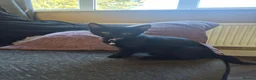 Mixed Breed cats for sale: 1 Black kitten left Girl - Advert 11