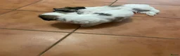 Malshi dogs for sale: Malshi puppies for sale - Advert 2
