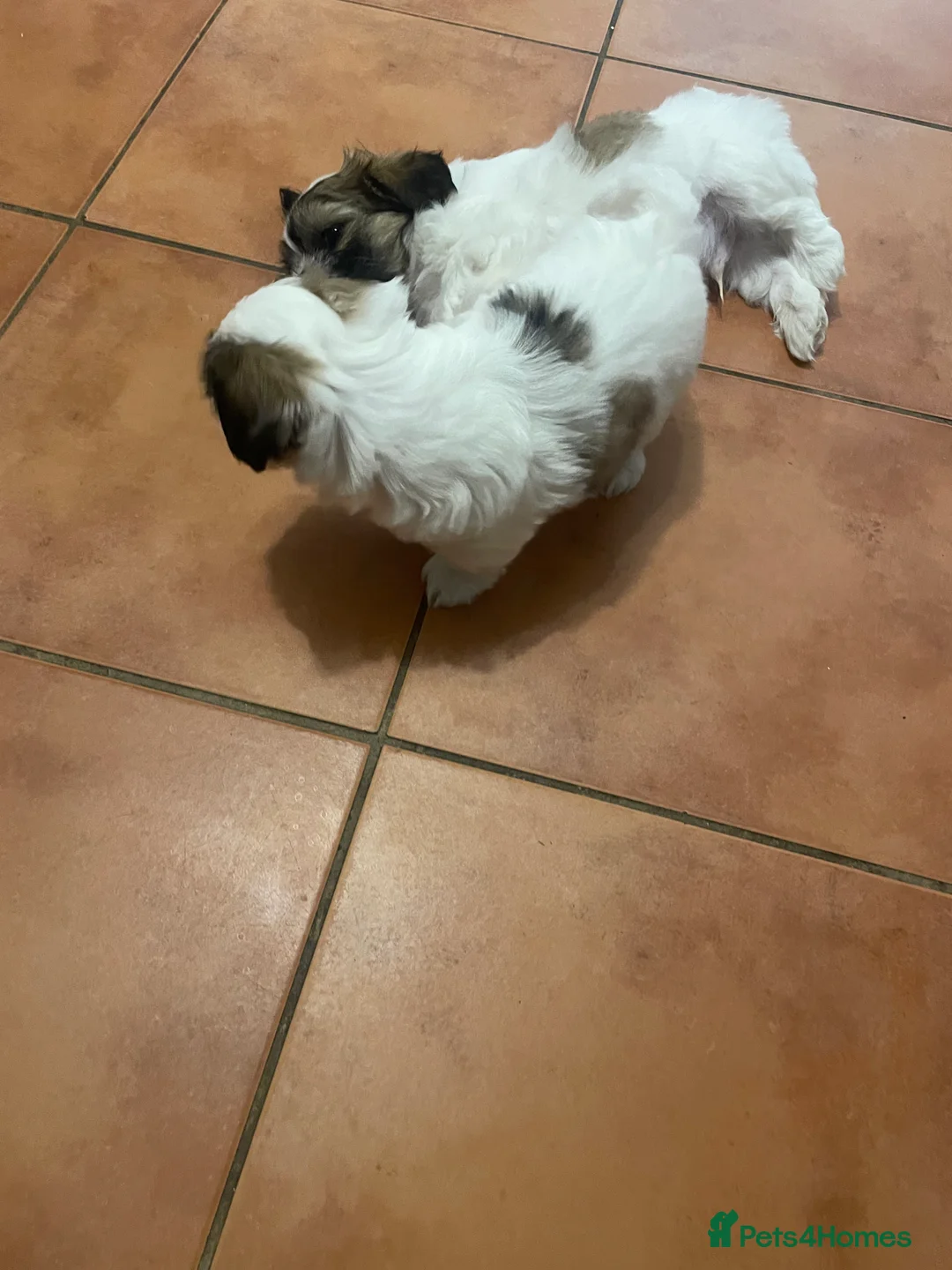 Malshi dogs for sale: Malshi puppies for sale - Advert 2