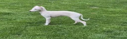 Italian Greyhound dogs for sale: Show standard KC reg Italian Greyhounds - Advert 21