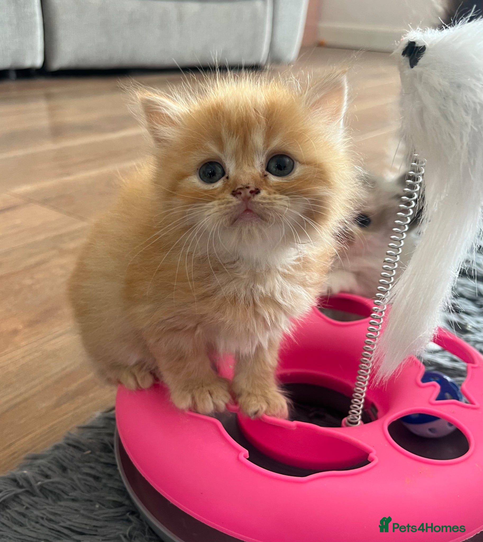 Mixed Breed cats Ragdoll cross Maine coon/exotic Persian  - Advert 14