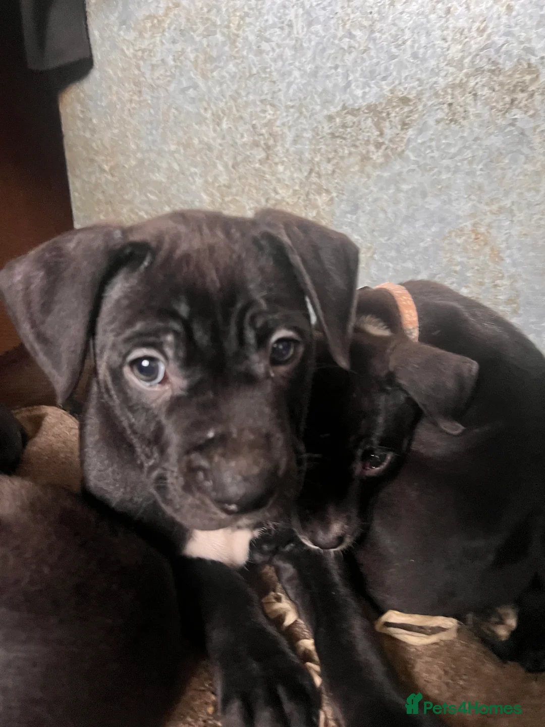 Mixed Breed dogs for sale: 8 Beautiful Mastiff x Staff x Black Mouth Cur Pups - Advert 38