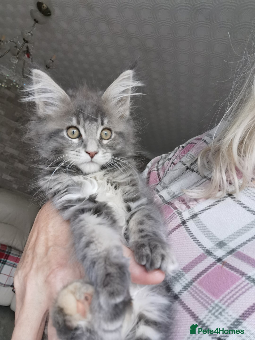 Maine Coon cats for sale: Full pedigree Maine Coon kittens for sale - Advert 6