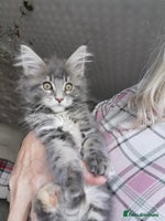 Maine Coon cats - Advert 1