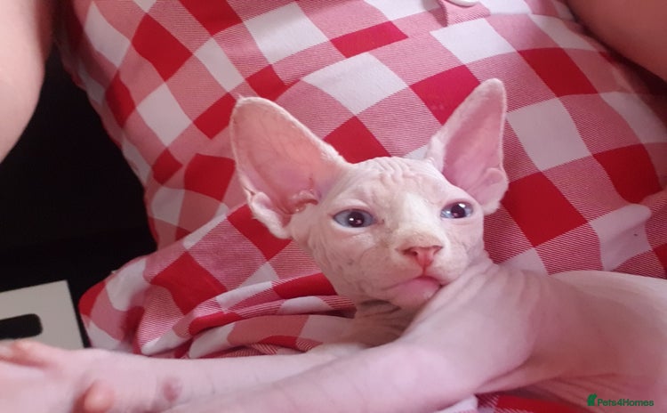 Sphynx cats - Advert 16