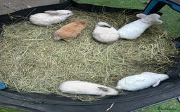 Mini Lop rabbits for sale: 6 pure baby mini lops  - Image 9