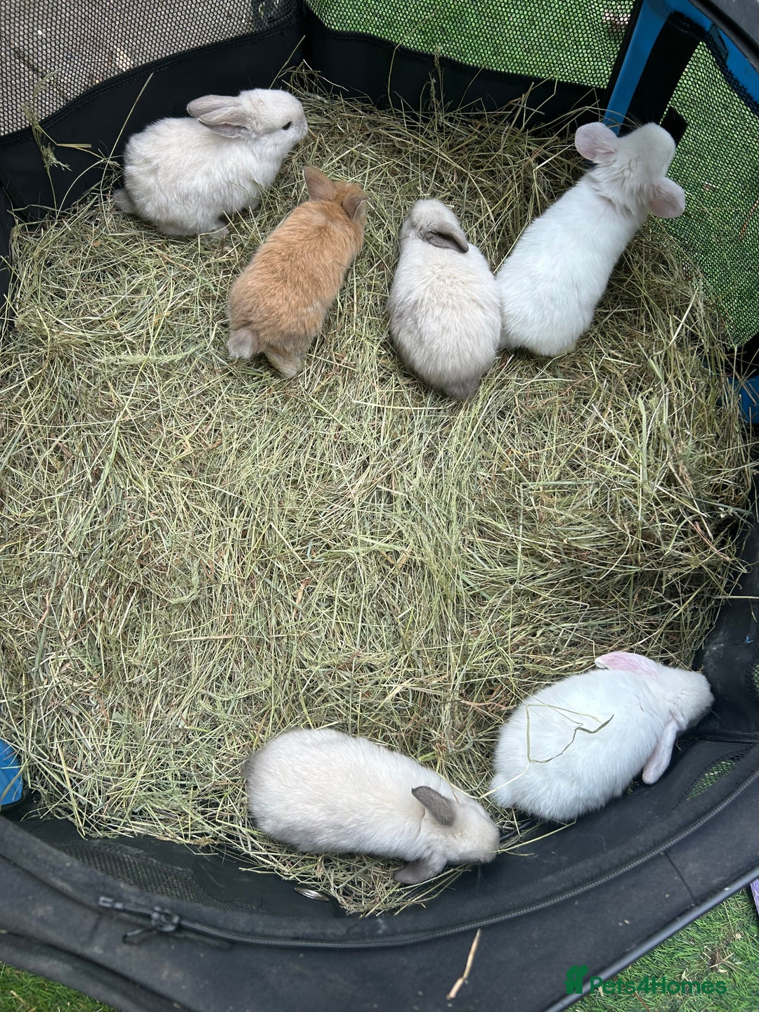 Mini Lop rabbits for sale: 6 pure baby mini lops  - Image 9