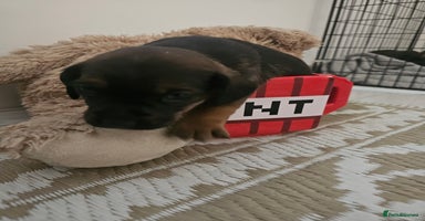 Mixed Breed dogs - Advert 2