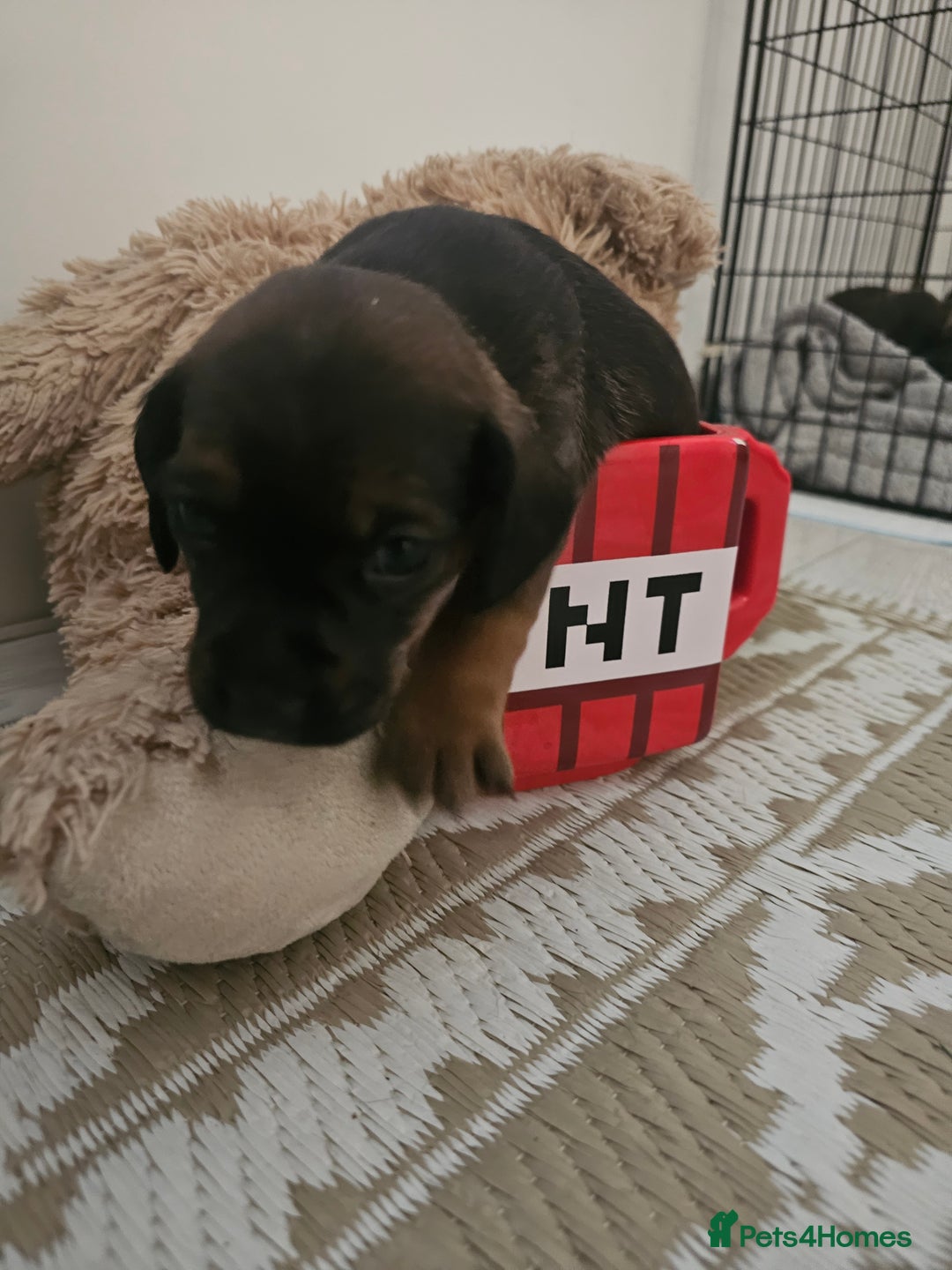 Mixed Breed dogs for sale: Small breed puppies Isle Of Anglesey - Image 3