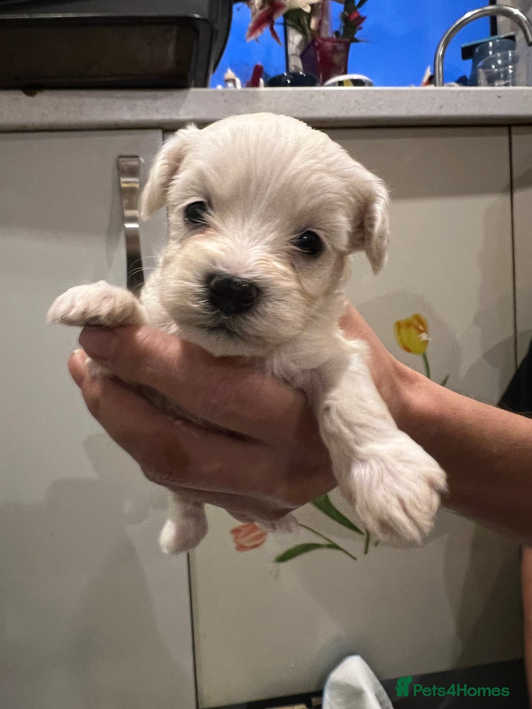 Bichon Frise dogs for sale: Adorable Bichon Frise x Bichon Maltese  - Advert 6