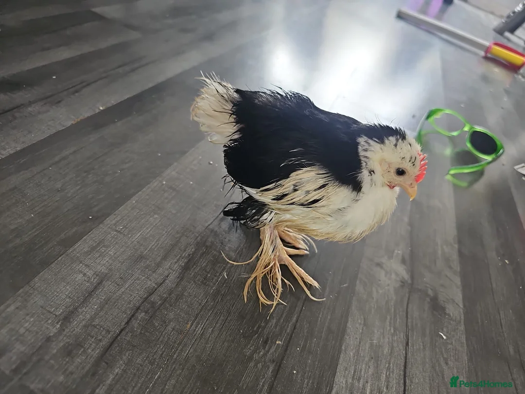 Chickens poultry for sale: Bantam chickens - Advert 2