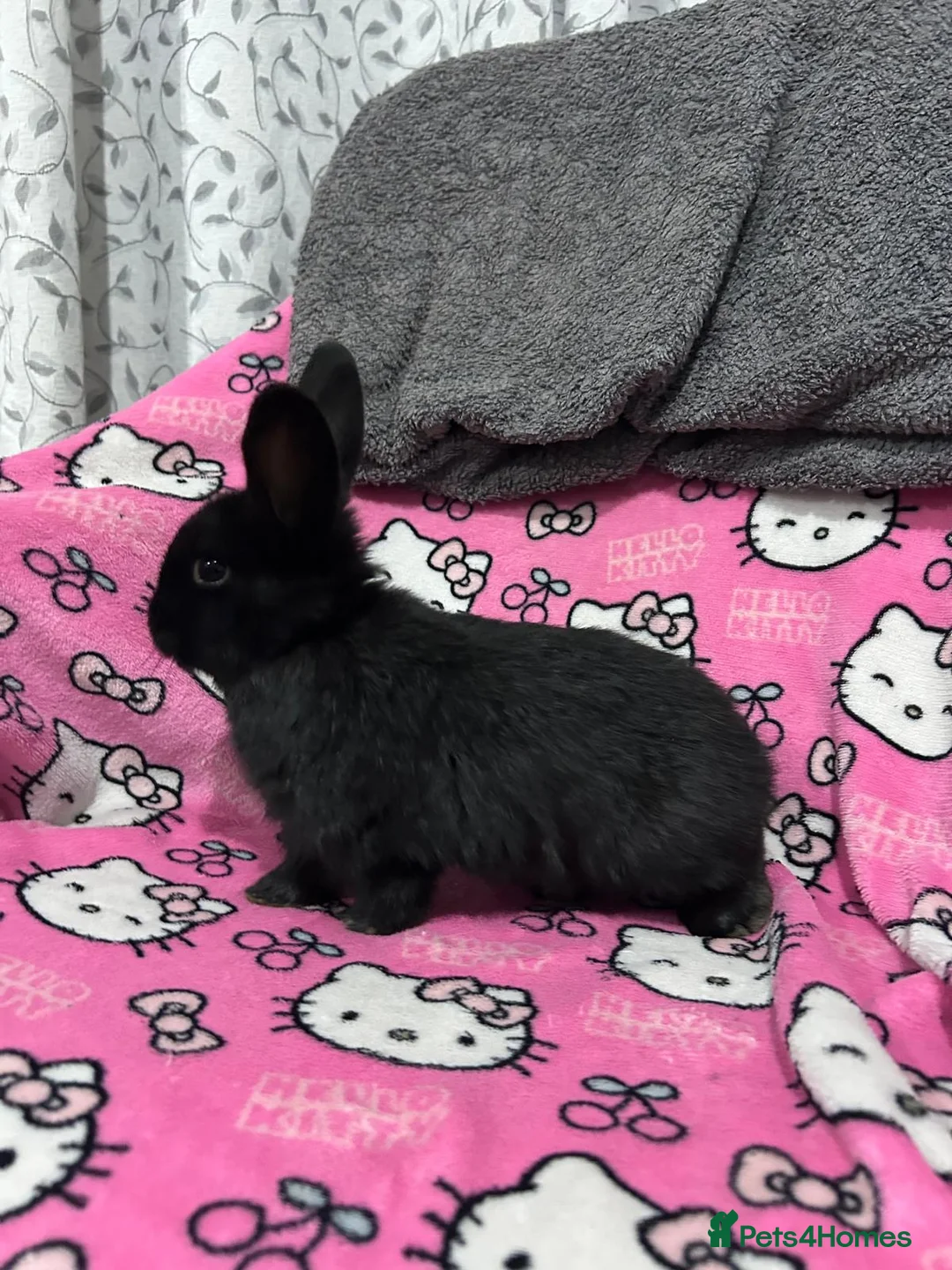 Mixed Breed rabbits for sale: Mini lop x Dutch  - Advert 7