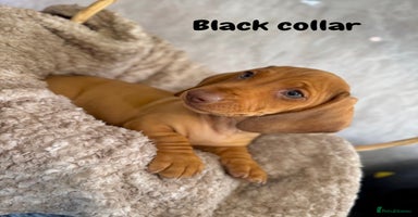 Miniature Dachshund dogs - Advert 4