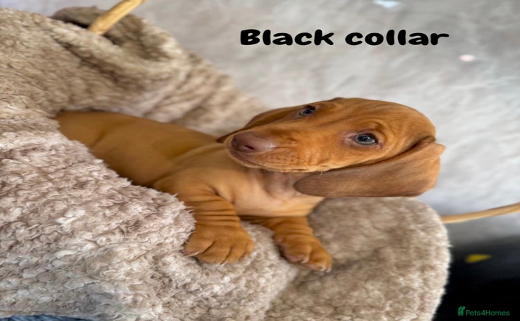 Miniature Dachshund dogs - Advert 3