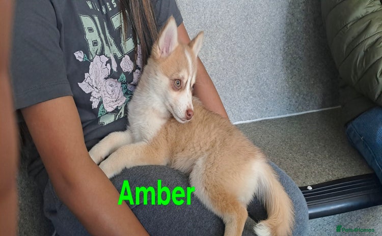 Pomsky dogs - Advert 1