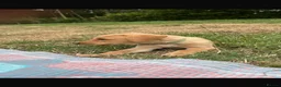Labrador Retriever dogs for sale: Excellent KC Registered Labrador puppies in Welshpool - Advert 9