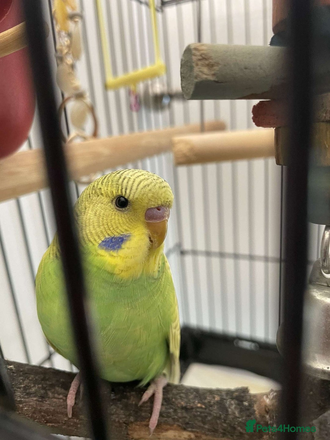Budgerigars birds for sale: Budgies Birds - Image 4