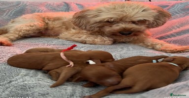 Cavapoo dogs - Advert 10