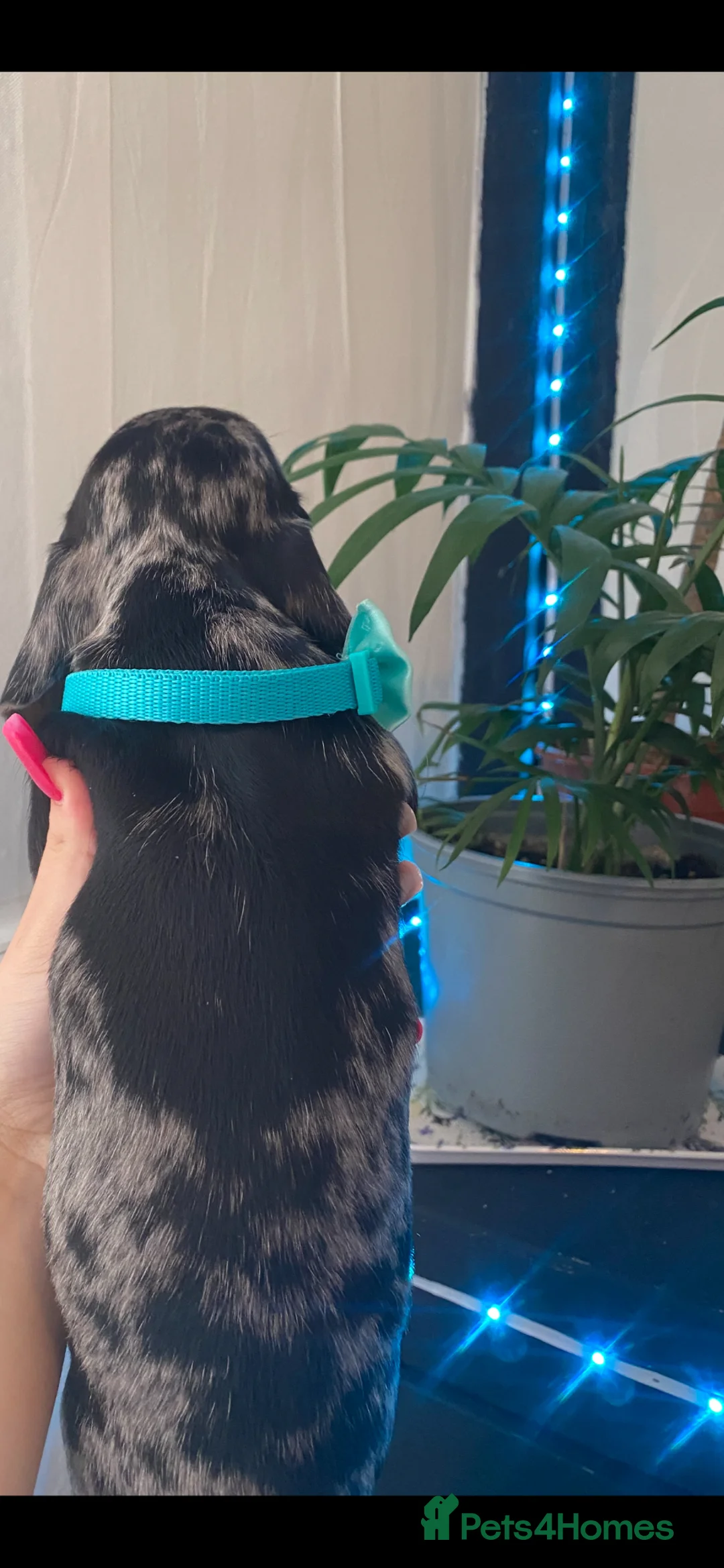 Miniature Dachshund dogs for sale: 1 Girl Left - Advert 2