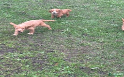 Cocker Spaniel dogs for sale: 7 gorgeous cocker spaniel puppies - Image 6