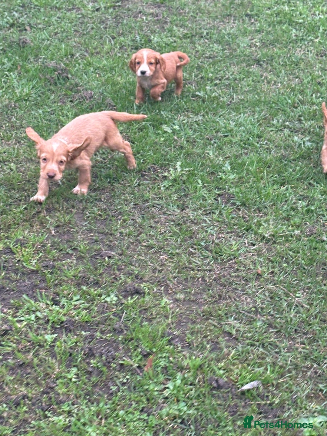 Cocker Spaniel dogs for sale: 7 gorgeous cocker spaniel puppies - Image 6