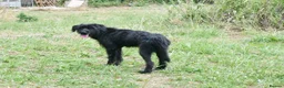Mixed Breed dogs for adoption: Terron in Alfreton - Advert 5