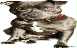 Staffordshire Bull Terrier dogs for sale: Staffordshire bull terrier puppies - Advert 1