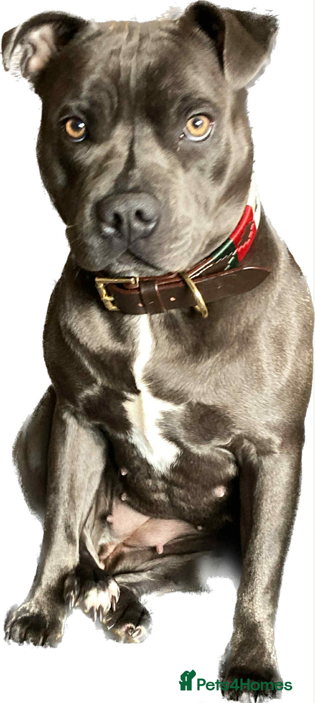 Staffordshire Bull Terrier dogs for sale: Staffordshire bull terrier puppies - Advert 1