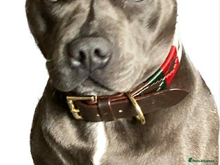 Staffordshire Bull Terrier dogs Staffordshire bull terrier puppies - Advert 4