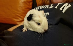 Guinea Pig rodents for sale: 2Female (mum and daughter) + Male Guinea pigs Ip3  - Advert 5