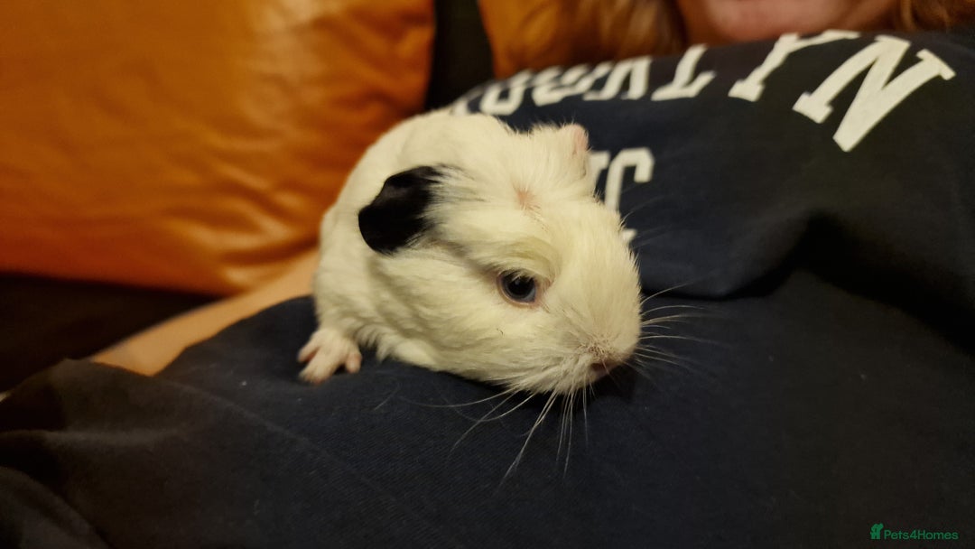 Guinea Pig rodents for sale: 2Female (mum and daughter) + Male Guinea pigs Ip3  - Advert 5