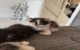 Mixed Breed cats for sale: 3 beautiful fluffy kittens  - Image 9