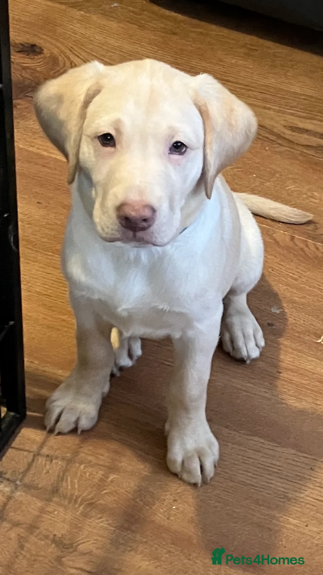 Labrador Retriever dogs for sale: Gorgeous Labrador puppies for sale. - Advert 19