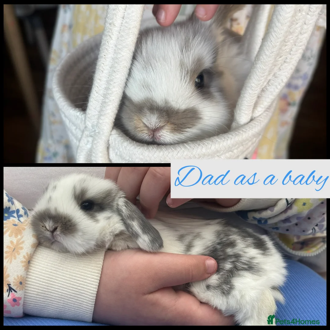 Mini Lop rabbits for sale: Pure Breed Mini Lop Butterfly new born bunnies  - Advert 29