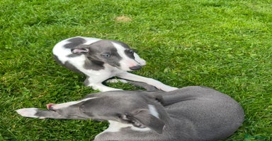 Whippet dogs - Advert 4