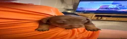 Dachshund dogs for sale: 5 beautiful pups - Advert 15