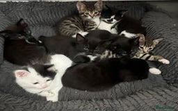 Mixed Breed cats for sale: Gorgeous Kittens - Image 8