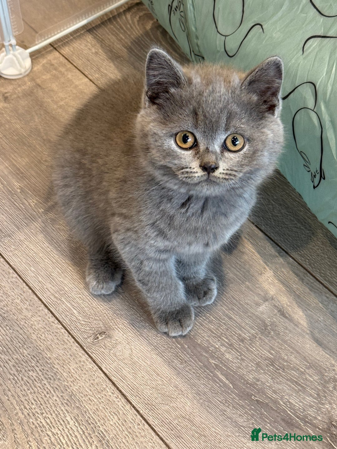 British Shorthair cats for sale: Beautiful Tica Registered Kittens  - Image 8