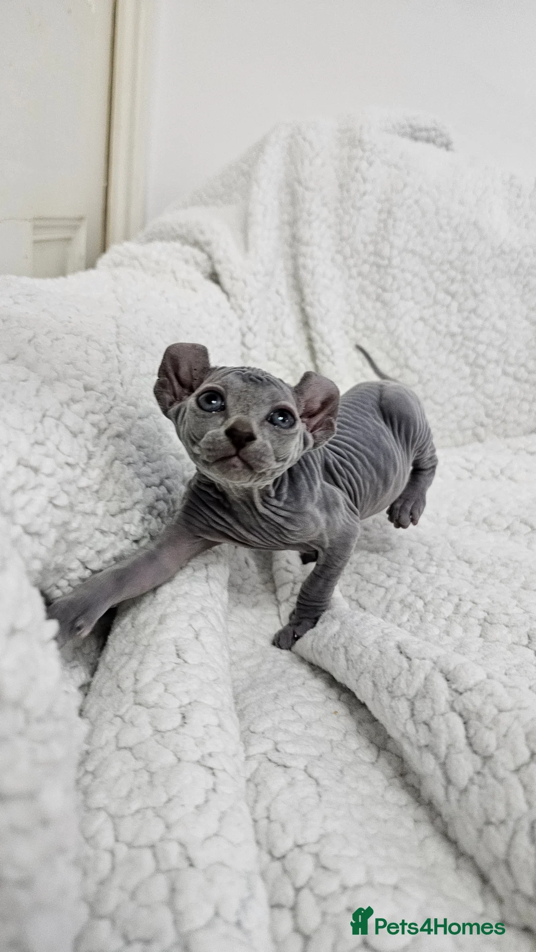 Sphynx cats for sale: Sphynx Elf kittens - Advert 9