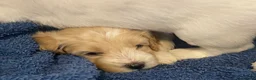 Cockapoo dogs for sale: Belles beautiful Angels  - Advert 32